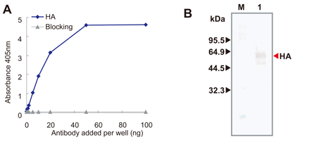 Reactivity of the anti-influenza A hemagglutinin monoclonal antibody