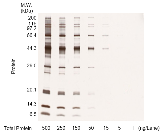 Protein molecular weight markers were diluted, run on an acrylamide gel, and stained