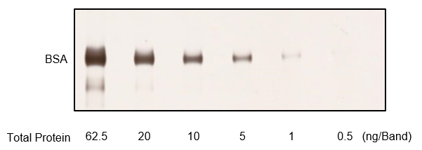 BSA were diluted, run on an acrylamide gel, and stained