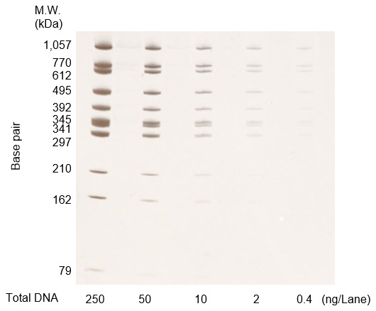 DNA molecular weight markers at each concentration were diluted, run on an acrylamide gel, and stained