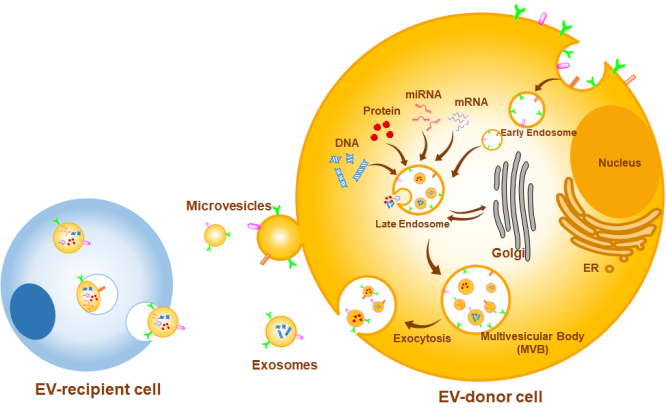 Extracellular Vesicles and Glycans