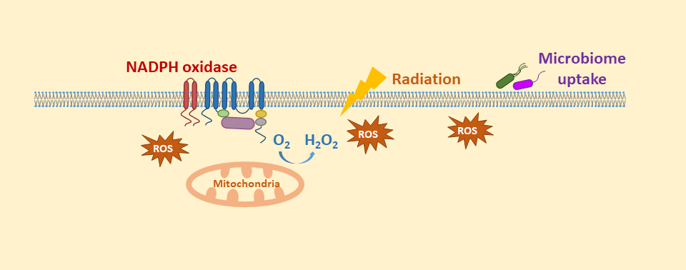 Figure. Intracellular generation of reactive oxygen species