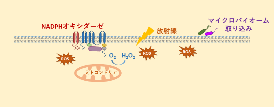 図. 細胞内活性酸素種の生成