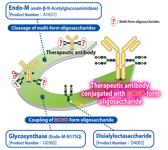 Oligosaccharide Replacement of a Therapeutic Antibody by using Endo-M and Glycosynthase