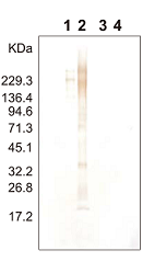 Anti-αGal antibody can be utilized for detection of the αGal epitope on glycoproteins