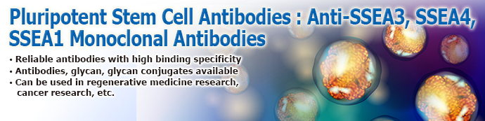 Pluripotent Stem Cell Marker Antibodies: Anti-SSEA-3, SSEA-4, SSEA-1 Monoclonal Antibodies