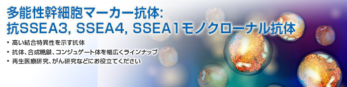 多能性幹細胞マーカー抗体： 抗SSEA-3, SSEA-4, SSEA-1モノクローナル抗体