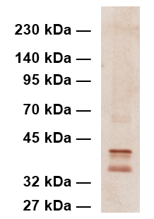 Western blot image of proteins extracted from mammalian cells