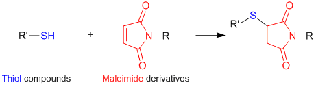 Reaction of thiol compounds and maleimides