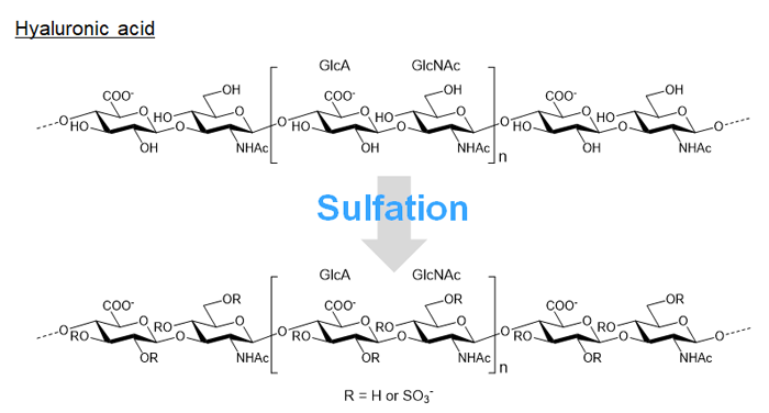 Sulfated hyaluronic acid; Sulfated glycan having FGF protective effect