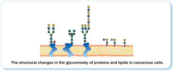 tumor-associated_antigens_02E