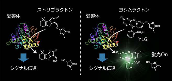 ヨシムラクトングリーンを用いたストリゴラクトン受容体の検出メカニズム